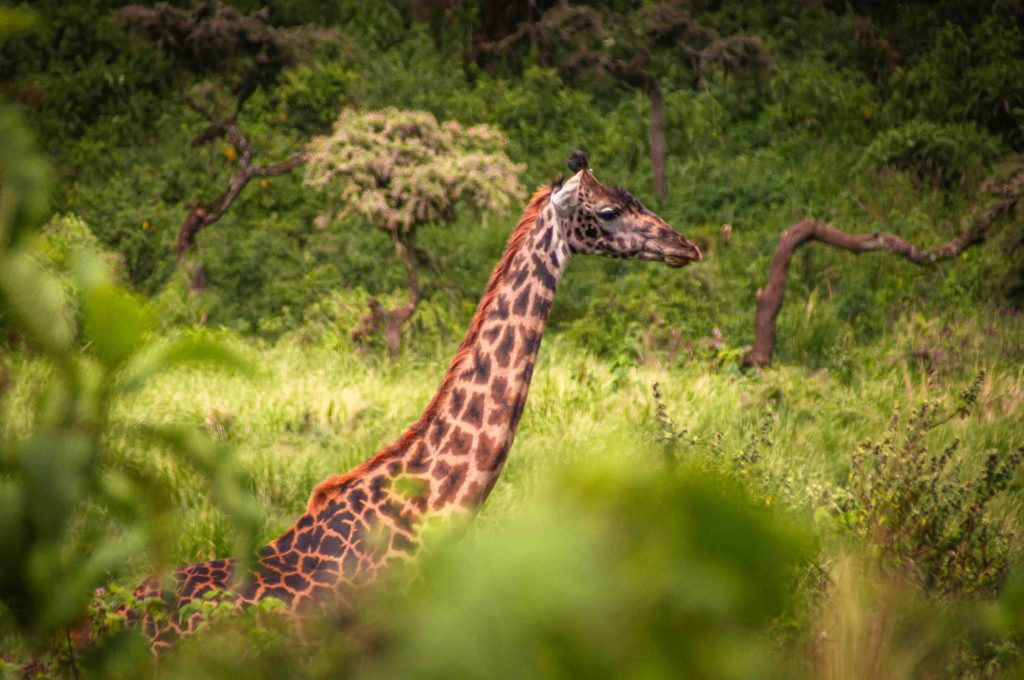 Arusha National Park Day Trip