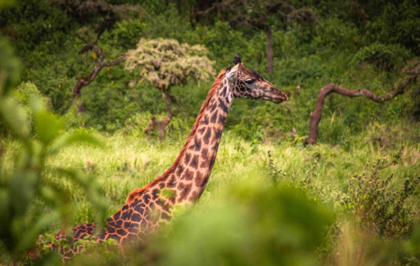 Luxury Premium Safari & Beach Holiday 12 Day