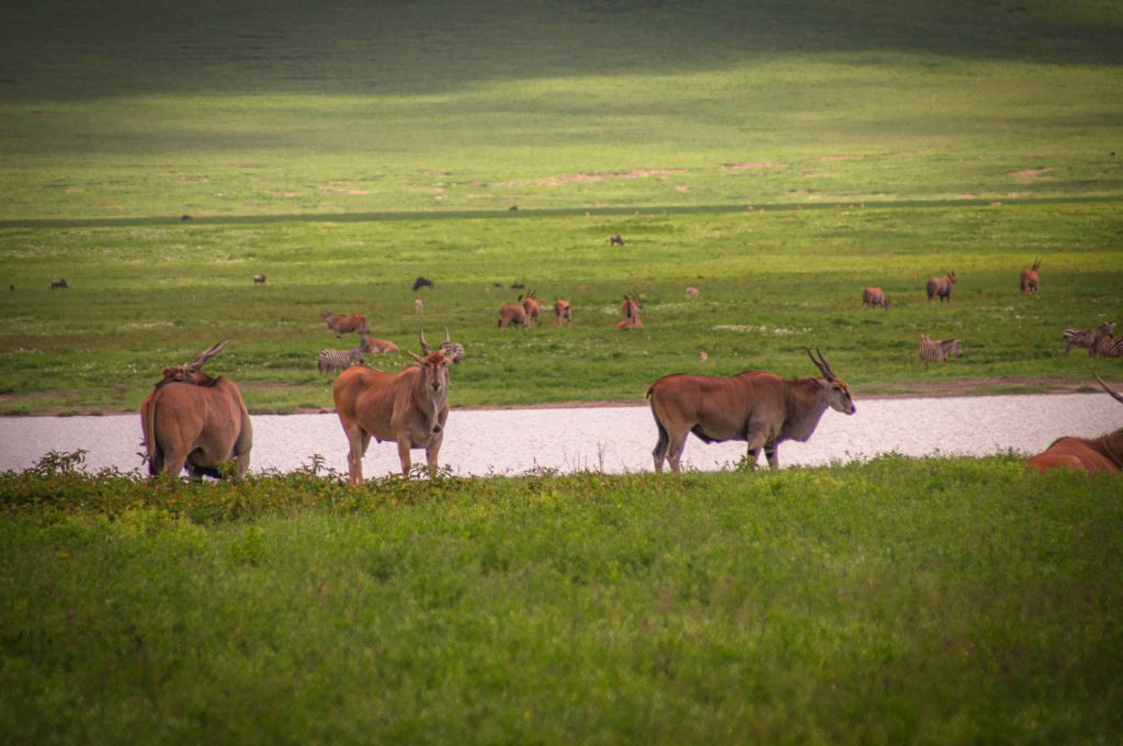 Luxury Combine Serengeti Safari & Zanzibar Holiday 14-Day