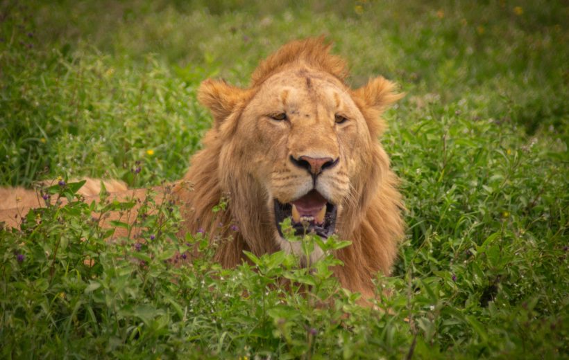 Great Migration Safari 6-Days