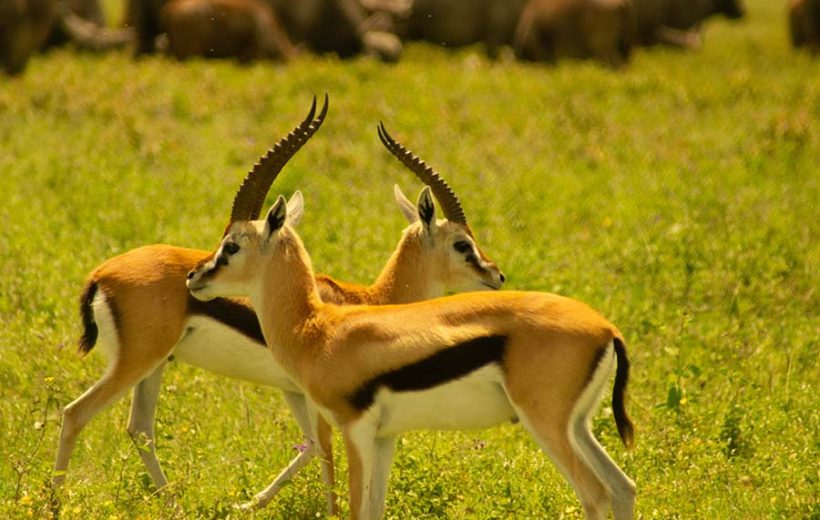 Luxury Safari to Most Celebrated African Parks 8-Day