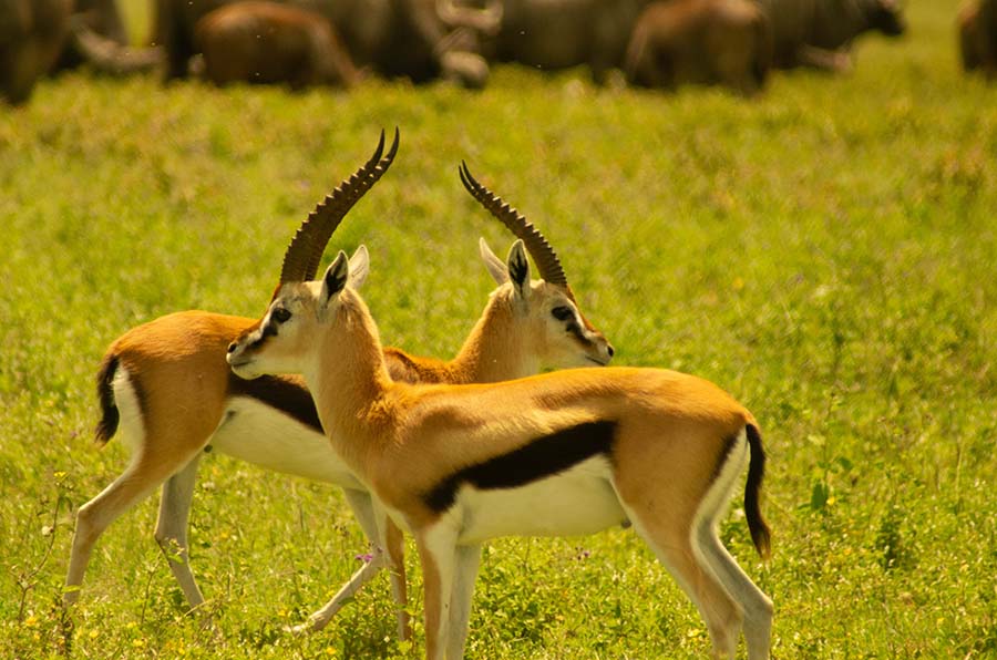 Luxury Safari to Most Celebrated African Parks 8-Day