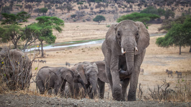 Tanzania Southern Circuit 6 Days