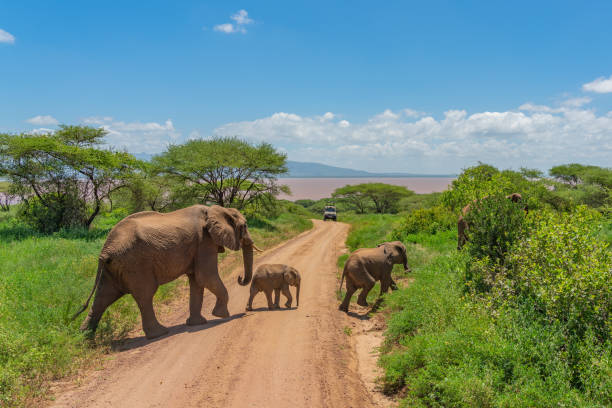 Tarangire National Park Day Trip
