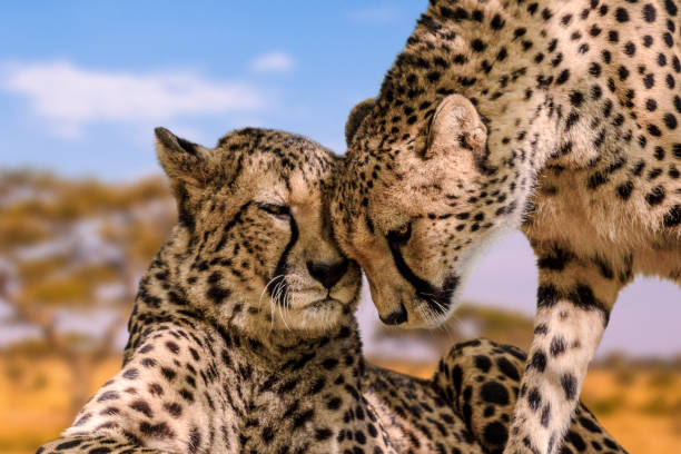 Luxury Honeymoon Safari & Zanzibar - 14-Day
