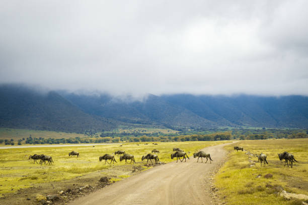 Ngorongoro Crater Day Trip Tour