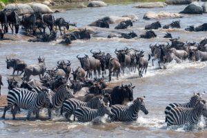 10 Days Great Migration Safari