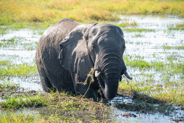 Selous and Ruaha National Parks 4 Days