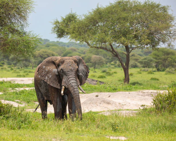 Africa Climber Adventures