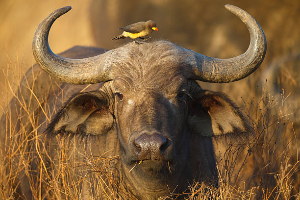 Luxury premium Tanzania safari - 7 Day