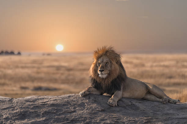 Luxury Safari Manyara Serengeti & Ngorongoro 4 Day