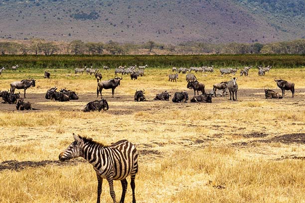 5 Days Safari Tarangire, Serengeti & Ngorongoro Crater