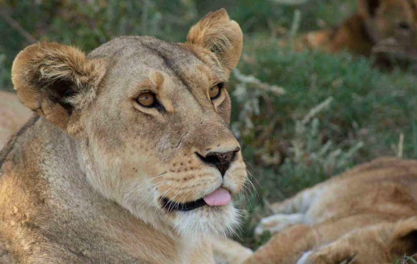 3 Days Safari Ngorongoro Crater & Serengeti