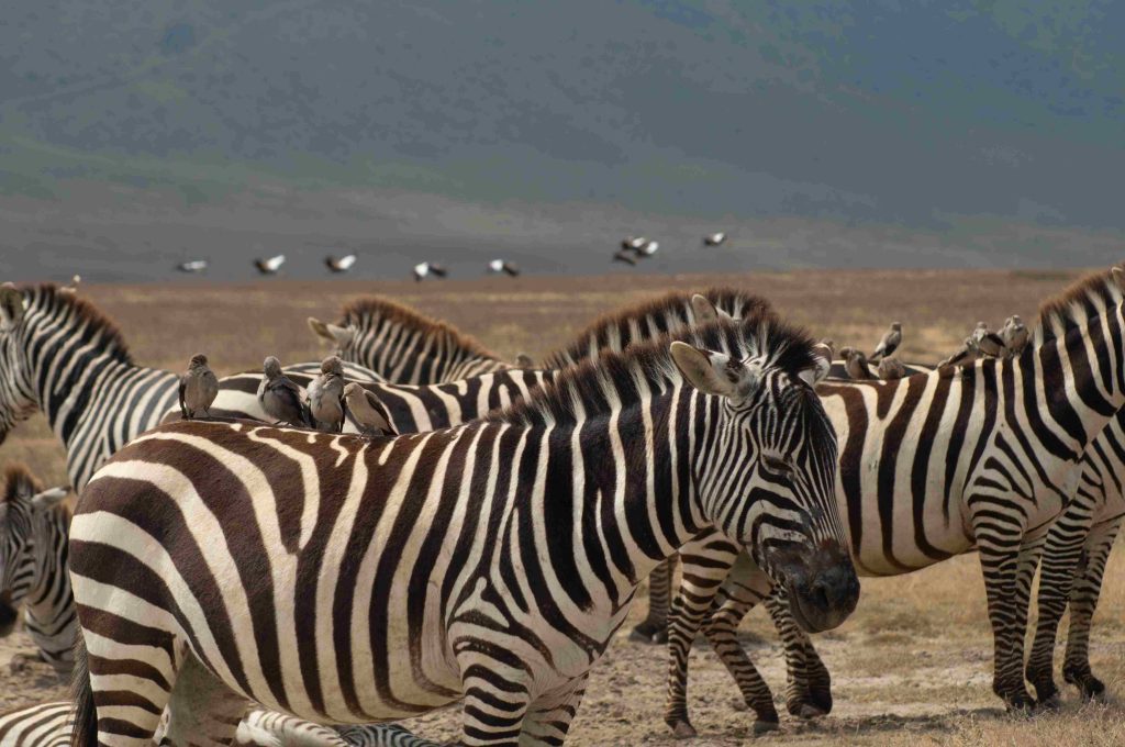 2 Days Tarangire Ngorongoro Crater Safari