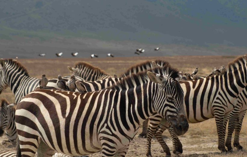 2 Days Tarangire Ngorongoro Crater Safari